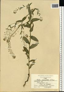 Neslia paniculata (L.) Desv., Eastern Europe, Moscow region (E4a) (Russia)