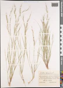 Aristida adscensionis L., Middle Asia, Northern & Central Tian Shan (M4) (Kazakhstan)