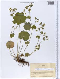 Alchemilla ventiana V. N. Tikhom., Eastern Europe, Middle Volga region (E8) (Russia)