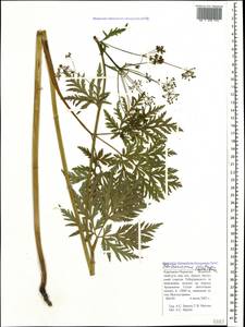Eleutherospermum cicutarium (M. Bieb.) Boiss., Caucasus, Stavropol Krai, Karachay-Cherkessia & Kabardino-Balkaria (K1b) (Russia)