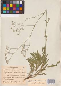 Gypsophila altissima L., Eastern Europe, North Ukrainian region (E11) (Ukraine)