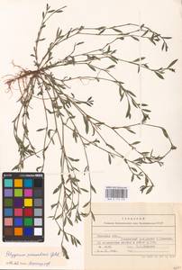 Polygonum neglectum Besser, Eastern Europe, Central forest-and-steppe region (E6) (Russia)