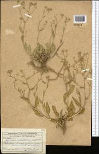 Lepidium cartilagineum (J. Mayer) Thell., Middle Asia, Caspian Ustyurt & Northern Aralia (M8) (Kazakhstan)