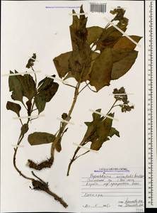 Physochlaina orientalis (M. Bieb.) G. Don, Caucasus, North Ossetia, Ingushetia & Chechnya (K1c) (Russia)