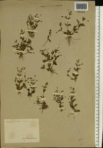 Lindernia procumbens (Krock.) Borbás, Eastern Europe, Lower Volga region (E9) (Russia)