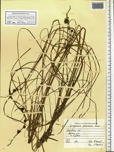 Sparganium gramineum Georgi, Eastern Europe, Moscow region (E4a) (Russia)