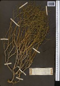 Artemisia songarica Schrenk, Middle Asia, Syr-Darian deserts & Kyzylkum (M7) (Kazakhstan)