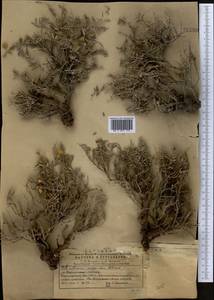 Helianthemum songaricum Schrenk, Middle Asia, Western Tian Shan & Karatau (M3) (Kazakhstan)