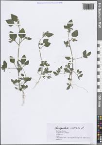 Chenopodium vulvaria L., Africa (AFR) (Morocco)