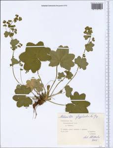 Alchemilla glyphodonta Juz., Eastern Europe, Central forest region (E5) (Russia)
