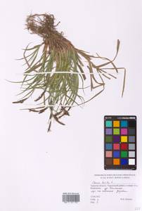 Carex hirta L., Eastern Europe, North-Western region (E2) (Russia)