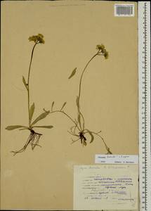 Pilosella floribunda (Wimm. & Grab.) Fr., Eastern Europe, Western region (E3) (Russia)