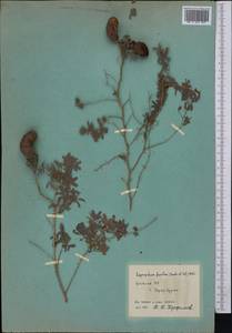 Prosopis farcta (Banks & Sol.)J.F.Macbr., Middle Asia, Pamir & Pamiro-Alai (M2) (Uzbekistan)