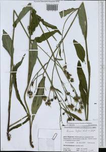 Hieracium krylovii Nevski ex Krylov, Siberia, Baikal & Transbaikal region (S4) (Russia)