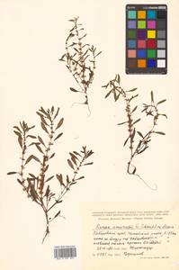Rumex amurensis F. Schmidt, Siberia, Russian Far East (S6) (Russia)