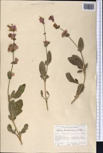 Salvia bucharica Popov, Middle Asia, Pamir & Pamiro-Alai (M2) (Tajikistan)