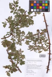 Rosa balsamica Besser, Eastern Europe, Rostov Oblast (E12a) (Russia)