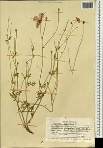 Roemeria sicula (Guss.) Galasso, Banfi, L. Sáez & Bartolucci, South Asia, South Asia (Asia outside ex-Soviet states and Mongolia) (ASIA) (Afghanistan)