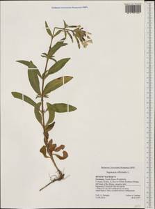 Saponaria officinalis L., Western Europe (EUR) (Germany)