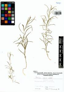 Thesium repens Ledeb., Siberia, Baikal & Transbaikal region (S4) (Russia)