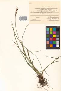 Carex flavocuspis Franch. & Sav., Siberia, Russian Far East (S6) (Russia)