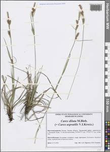 Carex diluta M.Bieb., Siberia, Western Siberia (S1) (Russia)