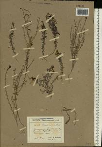 Linaria cretacea Fisch. ex Spreng., Eastern Europe, North Ukrainian region (E11) (Ukraine)