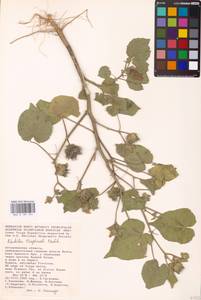 Abutilon theophrasti Medik., Eastern Europe, Lower Volga region (E9) (Russia)