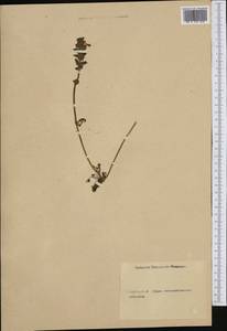 Pedicularis, Western Europe (EUR) (Not classified)