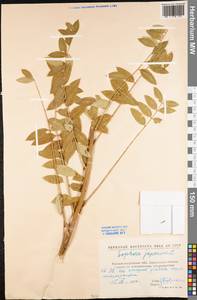 Styphnolobium japonicum (L.)Schott, Eastern Europe, North Ukrainian region (E11) (Ukraine)