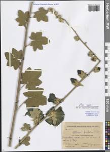 Alcea rugosa Alef., Caucasus, Krasnodar Krai & Adygea (K1a) (Russia)