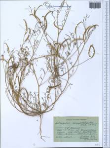 Astragalus campylorhynchus Fischer & C. A. Meyer, Middle Asia, Pamir & Pamiro-Alai (M2) (Tajikistan)
