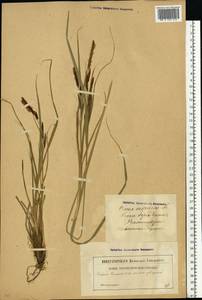 Carex cespitosa L., Eastern Europe, Latvia (E2b) (Latvia)