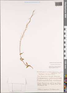 Arabidopsis lyrata subsp. petraea (L.) O'Kane & Al-Shehbaz, Siberia, Yakutia (S5) (Russia)