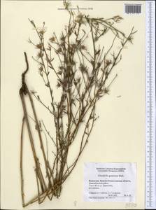 Chondrilla graminea M. Bieb., Middle Asia, Caspian Ustyurt & Northern Aralia (M8) (Kazakhstan)