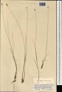 Carex reptabunda (Trautv.) V.I.Krecz., Mongolia (MONG) (Mongolia)