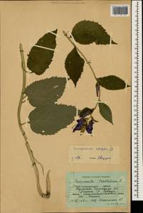 Campanula latifolia L., Caucasus, Stavropol Krai, Karachay-Cherkessia & Kabardino-Balkaria (K1b) (Russia)