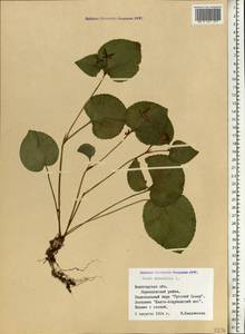 Viola mirabilis L., Eastern Europe, Northern region (E1) (Russia)