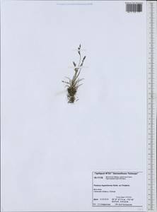 Festuca hyperborea Holmen, Siberia, Central Siberia (S3) (Russia)