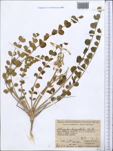 Astragalus longipetalus Chater, Middle Asia, Syr-Darian deserts & Kyzylkum (M7) (Uzbekistan)