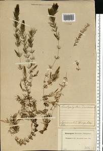 Ceratophyllum demersum L., Eastern Europe, Central forest region (E5) (Russia)