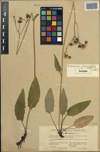 Hieracium jaervikylae Norrl. & Lindeb., Western Europe (EUR) (Finland)