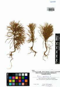 Pinus sylvestris L., Siberia, Baikal & Transbaikal region (S4) (Russia)