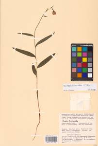 Cephalanthera rubra (L.) Rich., Eastern Europe, Lower Volga region (E9) (Russia)