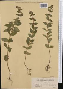 Mentha × verticillata L., Western Europe (EUR) (Austria)