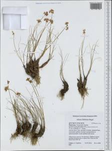 Allium kokanicum Regel, Middle Asia, Western Tian Shan & Karatau (M3) (Kyrgyzstan)