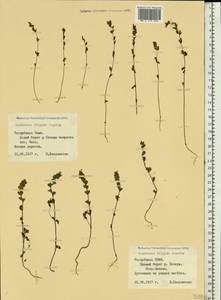 Euphrasia frigida Pugsley, Eastern Europe, Northern region (E1) (Russia)