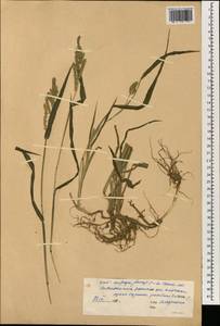 Echinochloa colona (L.) Link, South Asia, South Asia (Asia outside ex-Soviet states and Mongolia) (ASIA) (China)