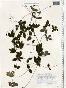 Clematis viticella L., Eastern Europe, Central region (E4) (Russia)