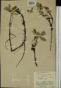 Comarum palustre L., Eastern Europe, Northern region (E1) (Russia)